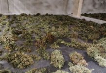 Наркооранжерията в Горна Оряховица разположена на 3 дка, най-голямата открита в областта