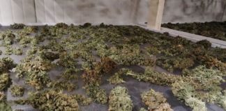 Наркооранжерията в Горна Оряховица разположена на 3 дка, най-голямата открита в областта