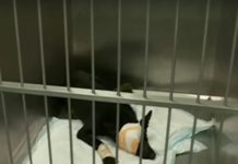 Брутален тип простреля куче в главата