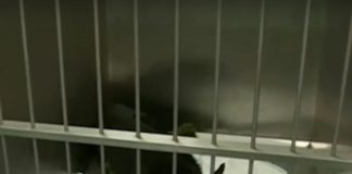 Брутален тип простреля куче в главата