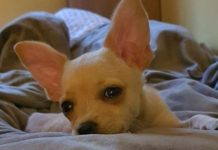 След апел на Жан-Клод ван Дам държавата спасява българско чихуахуа в Норвегия