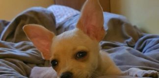 След апел на Жан-Клод ван Дам държавата спасява българско чихуахуа в Норвегия