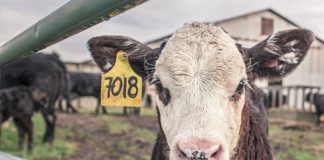 Телета убиха мъж, докато ги товари на камион