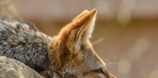 Политическите чакали си менят козината, не нравите