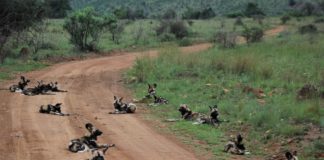 Глутница побеснели за власт кучета