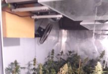 Гешев похвали полицаи и прокурори за разкрита наркооранжерия