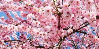 Истинската пролет идва утре