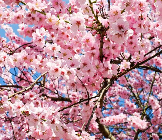 Слънчева събота с пролетни температури до 17 градуса