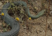 Отровна змия ухапа жена, докато се къпе в Сандански, изкачи се чак на 7-ия етаж