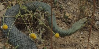 Отровна змия ухапа жена, докато се къпе в Сандански, изкачи се чак на 7-ия етаж