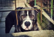 Питбул нахапа жена в София