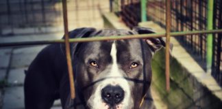 Питбул нахапа жена в София