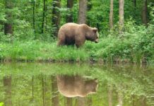 Мечки унищожиха десетки кошери в казанлъшкото село Ясеново