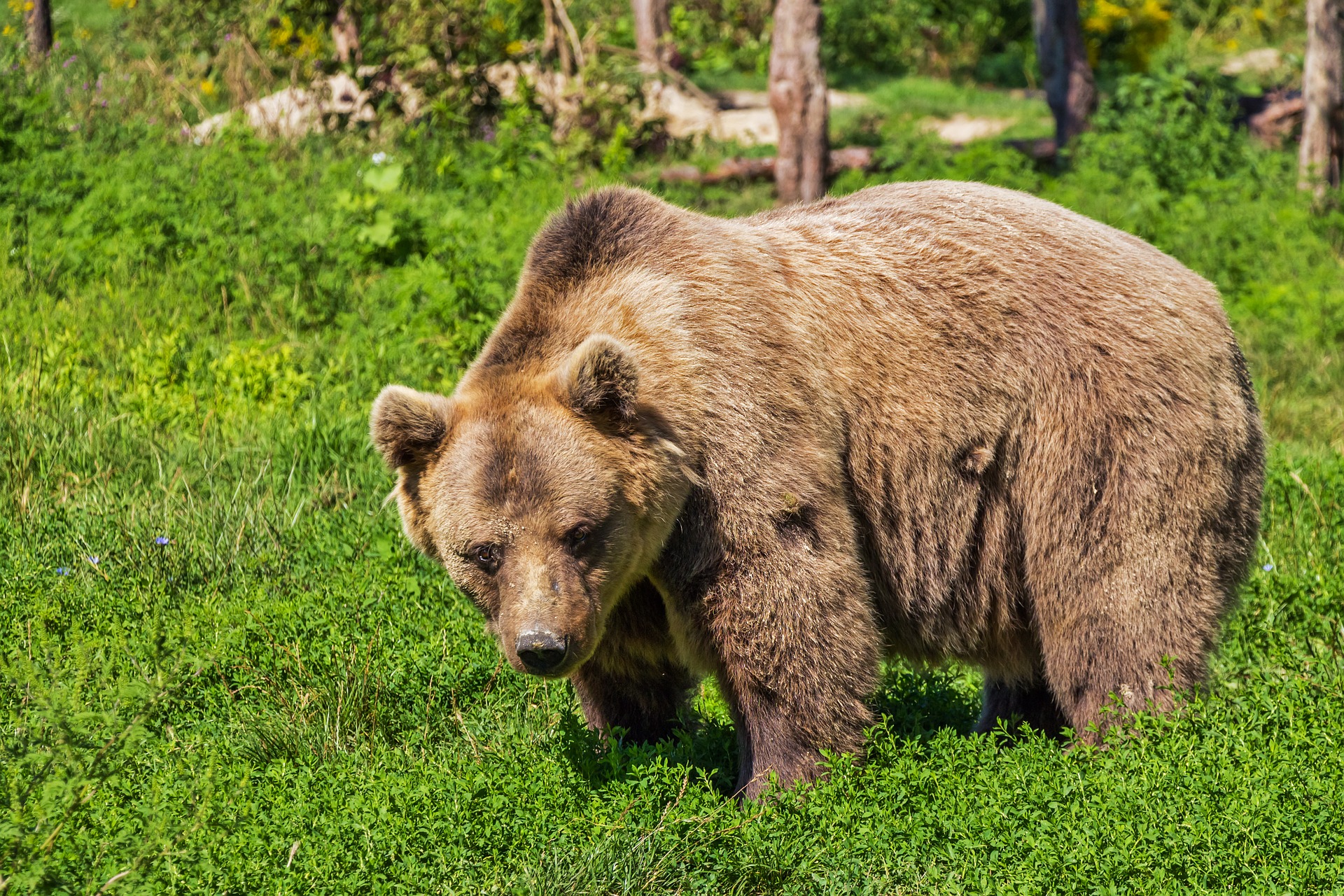 Нови случаи на нападения на мечки в Северна България След