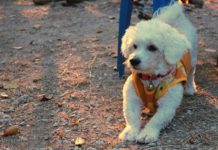 Оприличената на болонка Ива Митева: Това куче има силен характер