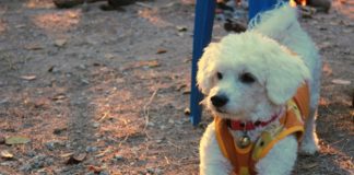 Оприличената на болонка Ива Митева: Това куче има силен характер