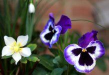 Христо Иванов да вземе назаем теменужките на Иван Костов