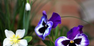 Христо Иванов да вземе назаем теменужките на Иван Костов