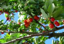 Над 5000 земеделски стопани искат обезщетения за 300 000 дка, попарени от априлските студове