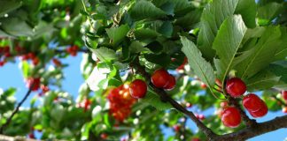 Започва прибирането на реколтата от череши в Кюстендилско – как ще се охраняват масивите?