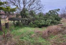 Вандали отрязаха 17-метрова елха за коледна украса