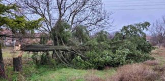 Вандали отрязаха 17-метрова елха за коледна украса
