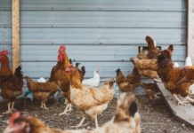 Умъртвяват 350 000 птици в ямболското село Болярско заради птичи грип