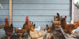 39 000 кокошки ще бъдат умъртвени заради птичи грип в Хасковско