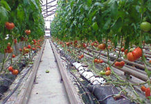 „Радева зима“: 70% от българските оранжерии спряха работа