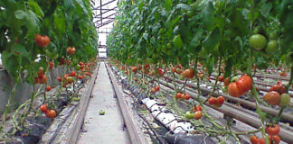 „Радева зима“: 70% от българските оранжерии спряха работа