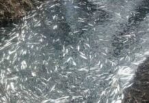 20 тона мъртва риба е извадена от язовир „Засмяно“