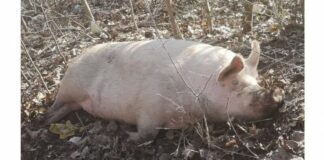 Костадинов мина границата: праща ДБ в Украйна и пусна снимка на прасе, което нарича Иво Свирчев