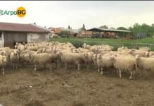 Животновъдите във Велинград очакват вторите проби за чума по овцете