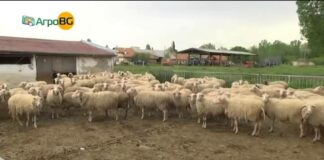 Умъртвено е стадото от 1000 овце в Казанлъшко заради шарка, определени са 10-километрови санитарни зони