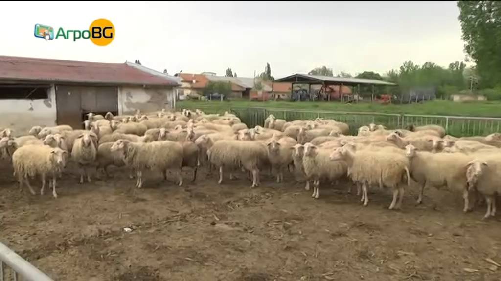 Животновъди са пред фалит заради високата цена на тока Овцевъд