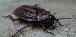 Парламент от „мухльовци, тъпаци, говеда, охлюви и хлебарки“