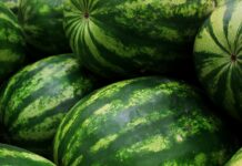 Земеделци блокираха пътя за Гърция при ГКПП „Капитан Петко войвода“