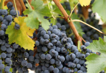 Силната буря в Поморийско унищожила 90% от реколтата от грозде