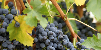 Силната буря в Поморийско унищожила 90% от реколтата от грозде