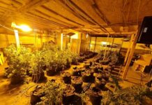 ГДБОП разкри оранжерия за марихуана до софийското село Яна