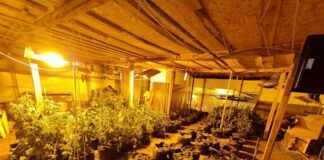 ГДБОП разкри оранжерия за марихуана до софийското село Яна