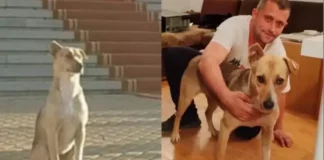 Кучето пред парламента вече си има дом