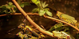 ПП са рояк пустинни скакалци, които работят в режим на нашествие и опустошаване