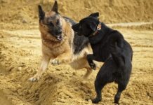 Арестуваха 23 души за боеве с кучета, сред тях и жени