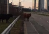 Крави се разхождат по бул. „Брюксел” близо до летище София