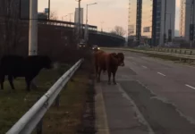 Крави се разхождат по бул. „Брюксел” близо до летище София