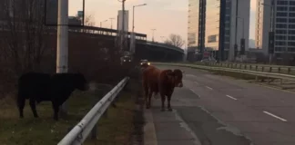 Крави се разхождат по бул. „Брюксел” близо до летище София