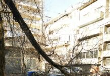Дърво падна и рани три момичета в Пловдив