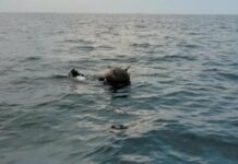 Мина изплува в морето край Тюленово