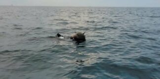 Мина изплува в морето край Тюленово